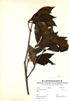 藏品(臺灣八角)的圖片